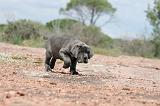 CANE CORSO 305